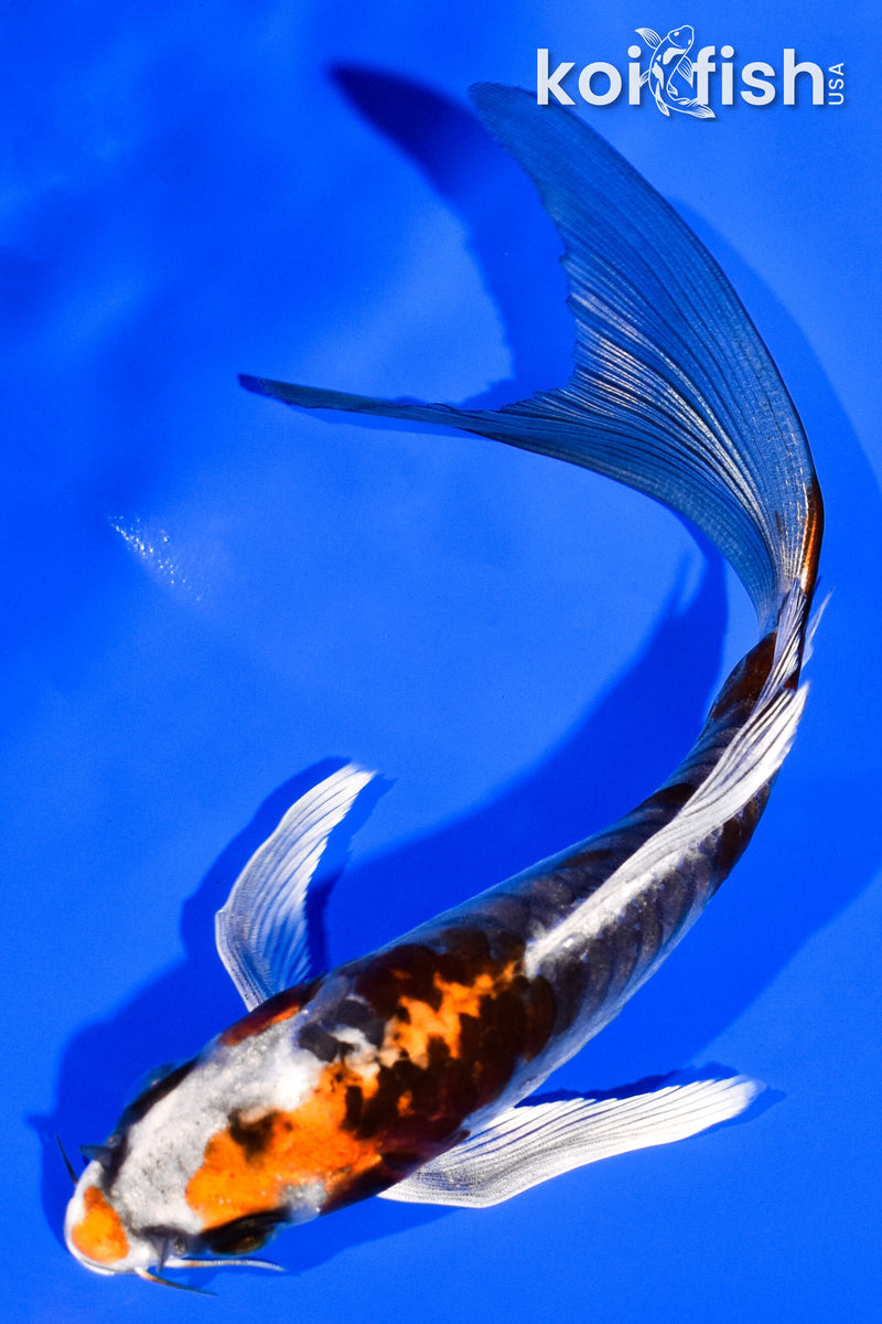 5.5" BENI KIKOKURYU BUTTERFLY