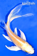 6.5" HARIWAKE BUTTERFLY