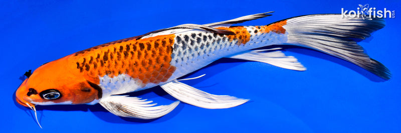 10.5" BENI GINGA BUTTERFLY
