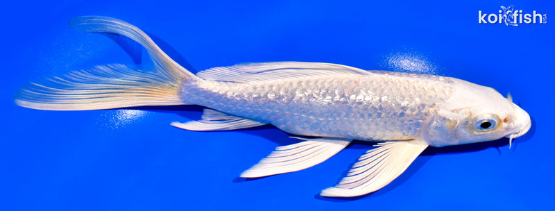 7.75" GINRIN PLATINUM OGON BUTTERFLY