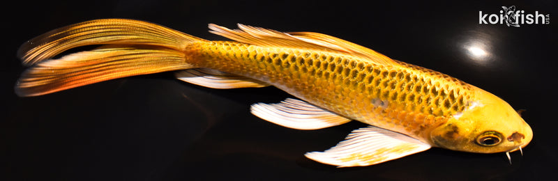 7.5" KI MATSUBA BUTTERFLY