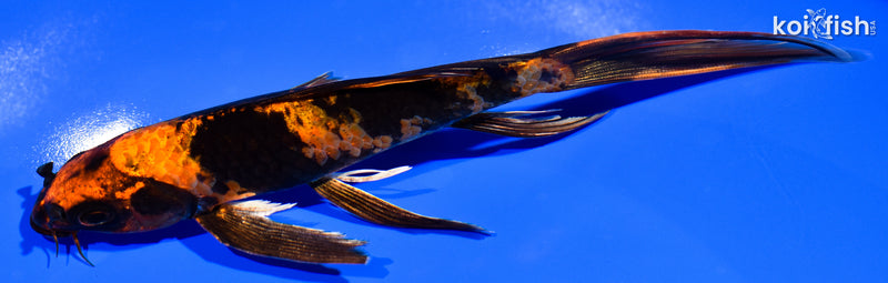 7.25" KIN HI UTSURI BUTTERFLY