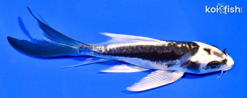 5.5" KIN KIKOKURYU BUTTERFLY