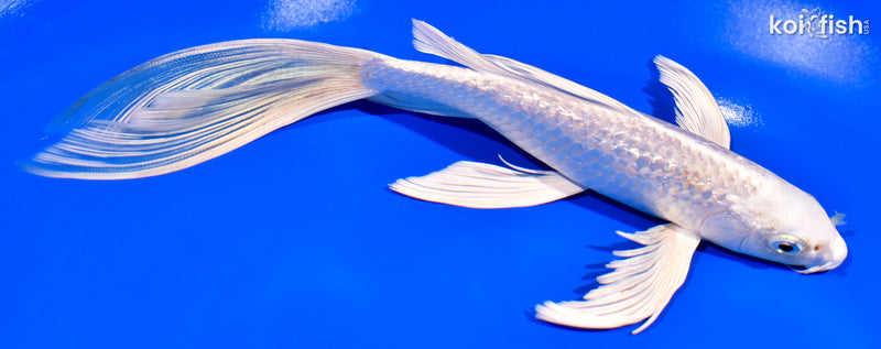 9" GINRIN PLATINUM OGON BUTTERFLY