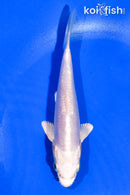 5" DOITSU PLATINUM OGON