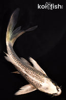 5.75" GINRIN GINGA BUTTERFLY