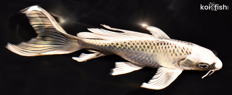 7.75" GIN MATSUBA BUTTERFLY