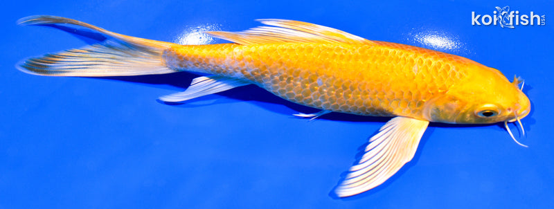 7.75" YAMABUKI OGON BUTTERFLY