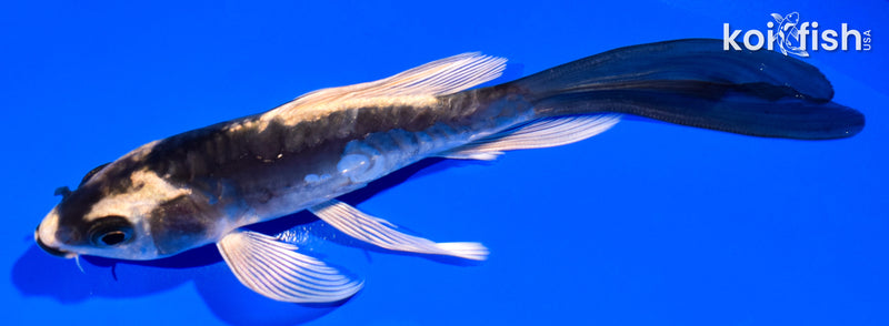 5.25" KABUTO BUTTERFLY