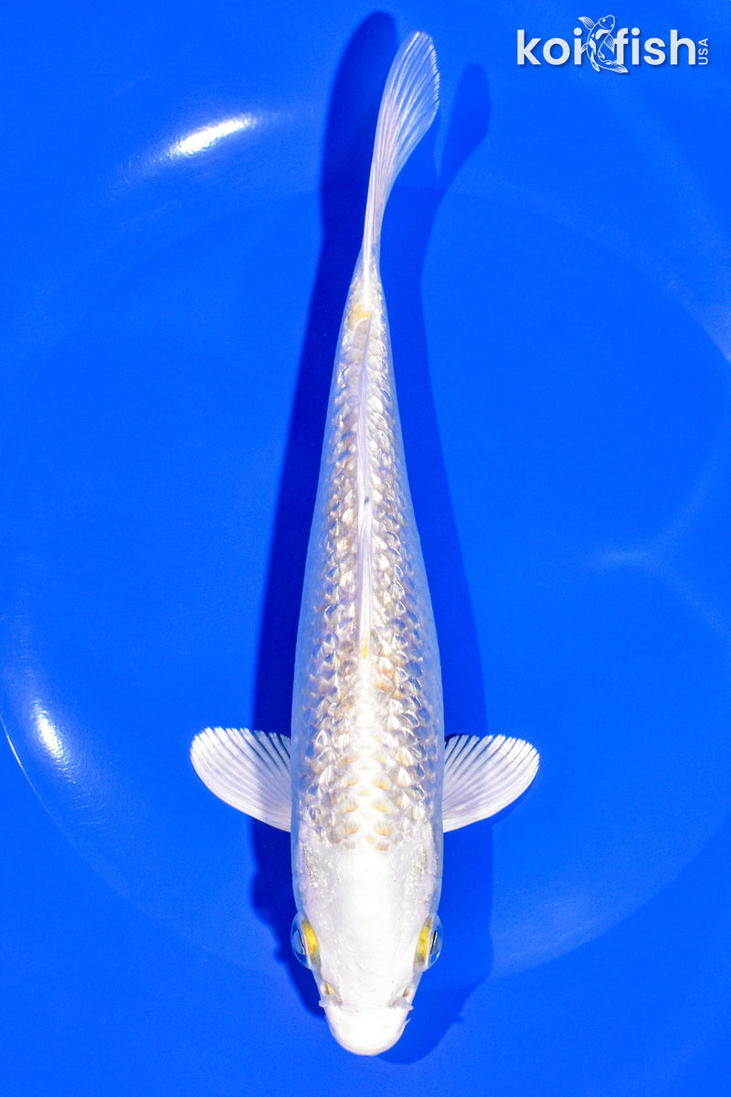 7.25" GINRIN PLATINUM OGON