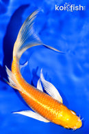 5.75" YAMABUKI OGON BUTTERFLY