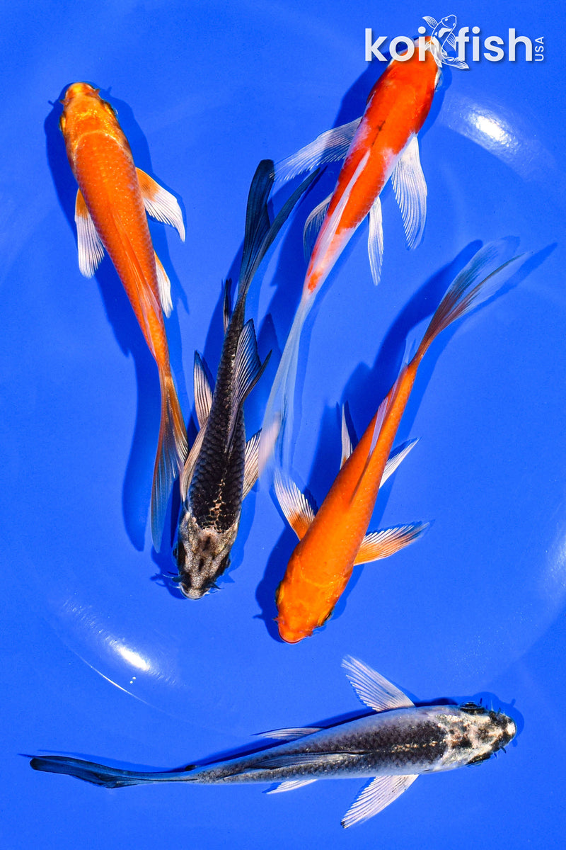 PACK OF (5) 4-5" BUTTERFLY KOI