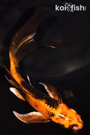 6" KIN HI UTSURI BUTTERFLY