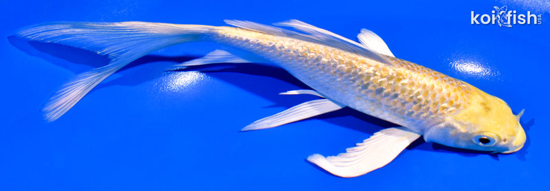7.25" GINRIN LEMON HARIWAKE BUTTERFLY