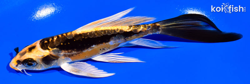 6" KIN KIKOKURYU BUTTERFLY