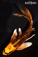 6.75" GINRIN ORENJI MATSUBA BUTTERFLY