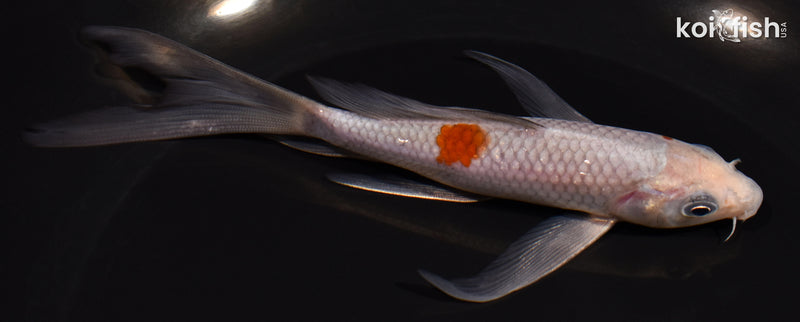 5.75" OCHIBA SHIGURE BUTTERFLY