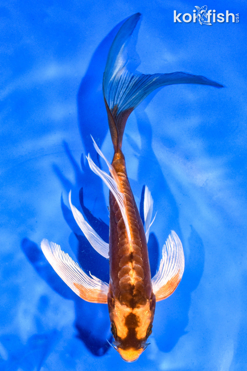 6.5" BENI KIKOKURYU BUTTERFLY