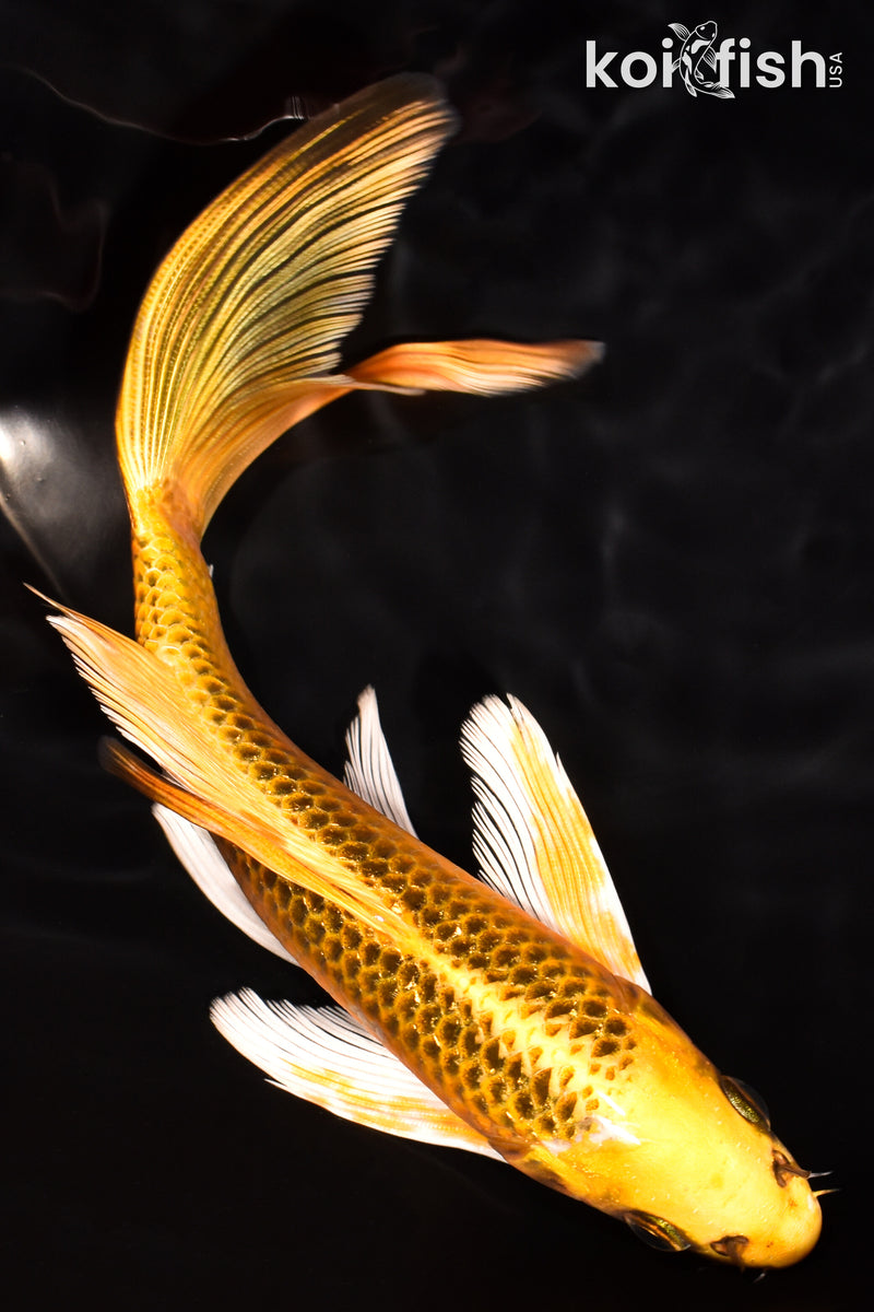 7.5" KI MATSUBA BUTTERFLY