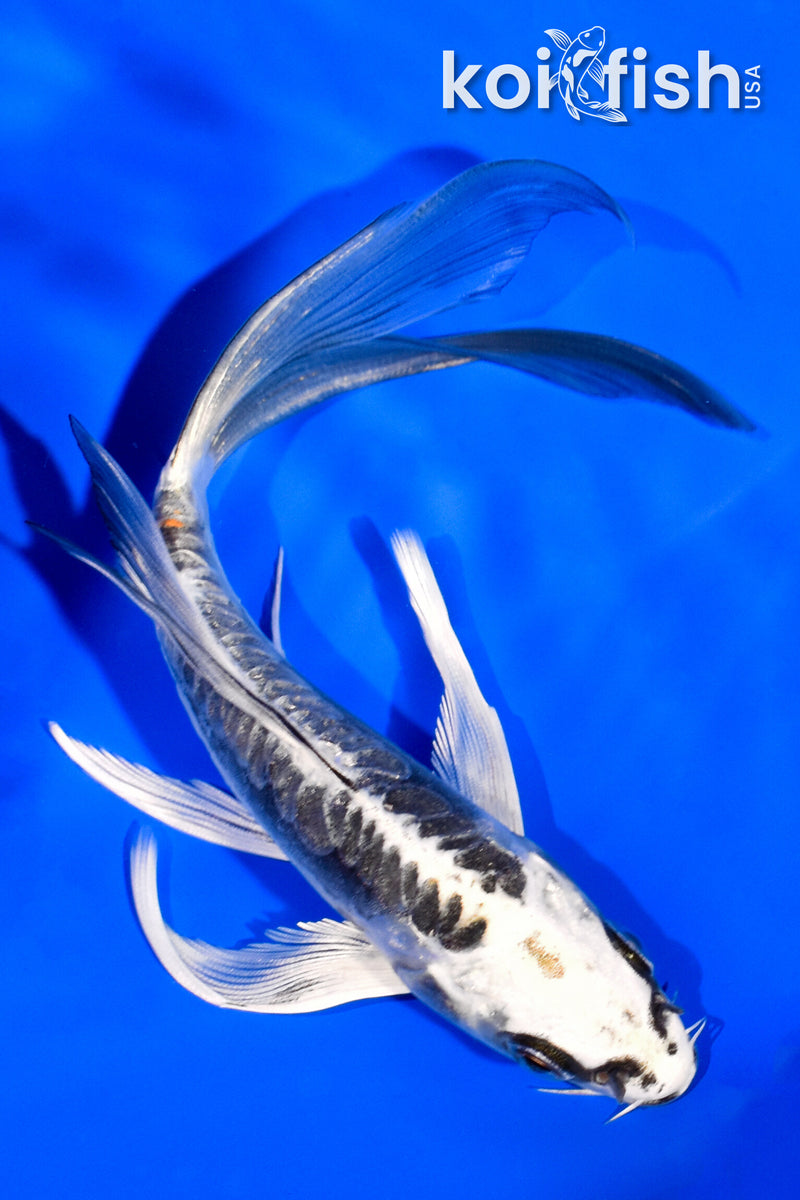 6" KIKOKURYU BUTTERFLY