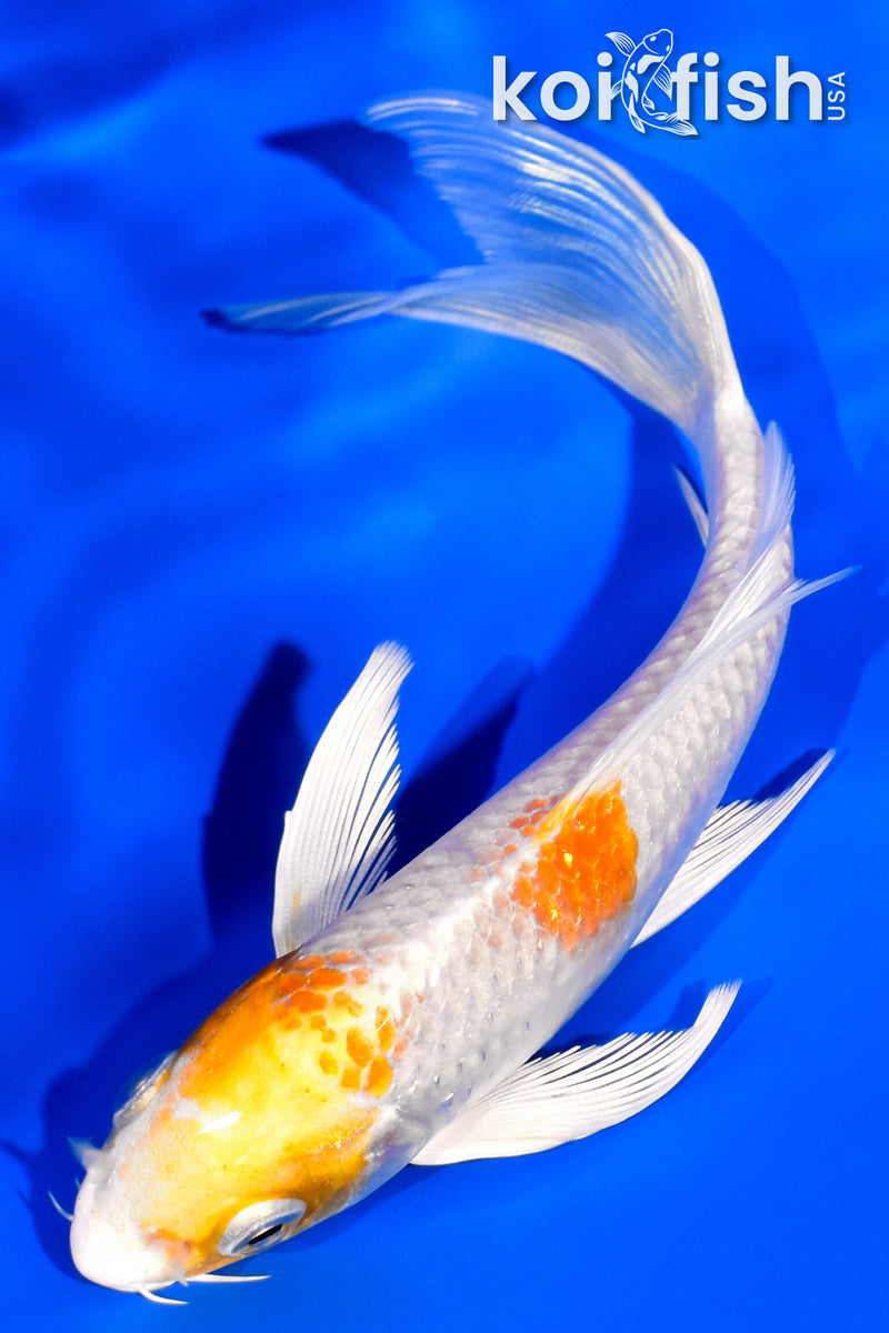 5.5" HARIWAKE BUTTERFLY