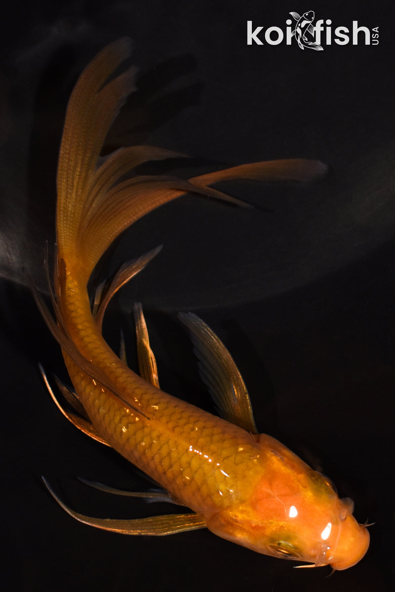 5.25" CHAGOI BUTTERFLY