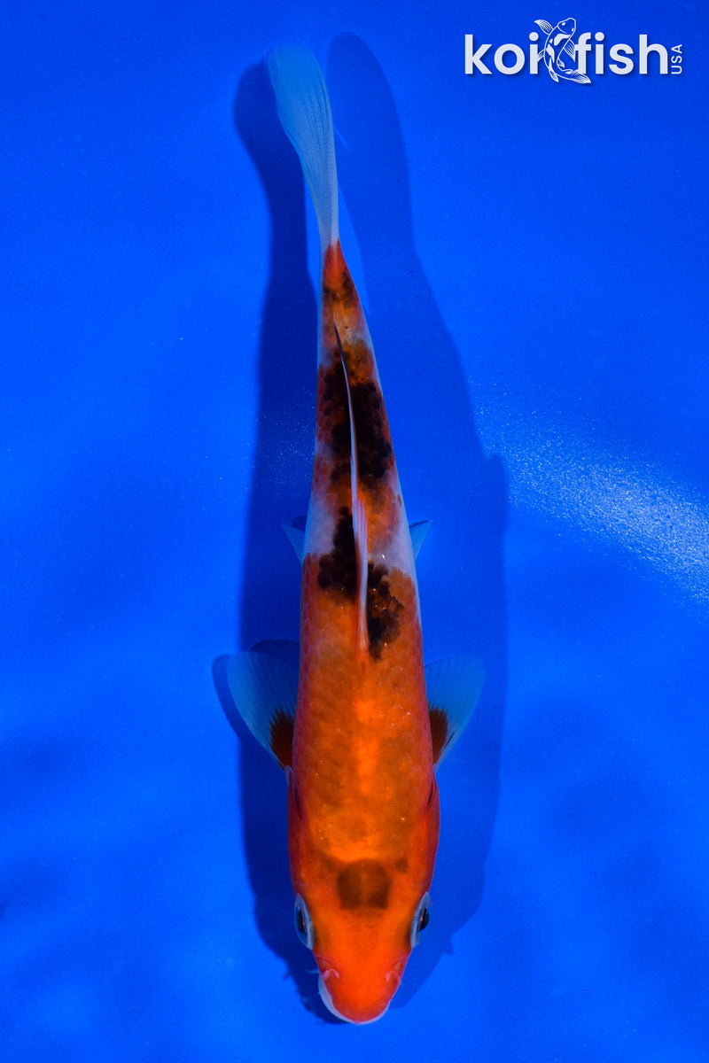 5.5" SANKE