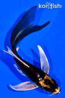 4.75" KABTUO BUTTERFLY