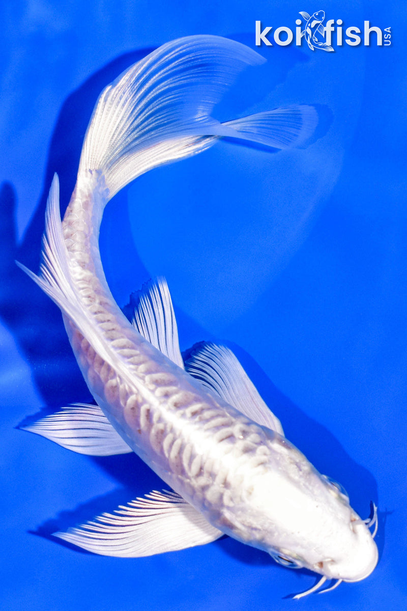 6" DOITSU PLATINUM OGON BUTTERFLY