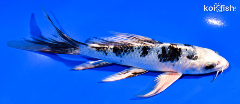 5.75' GINRIN GIN SHIRO BEKKO BUTTERFLY