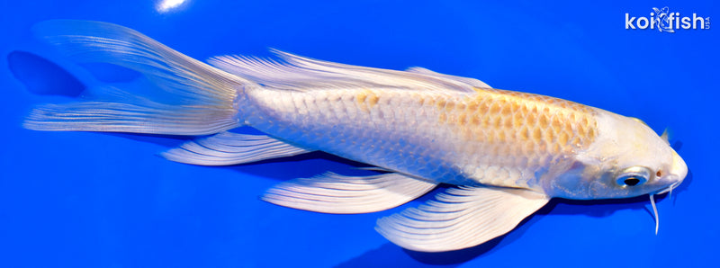7.75" HARIWAKE BUTTERFLY