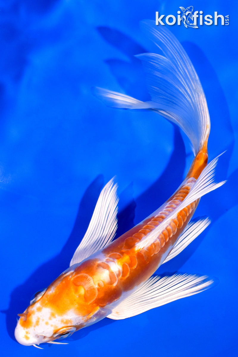 5.5" DOITSU HARIWAKE BUTTERFLY