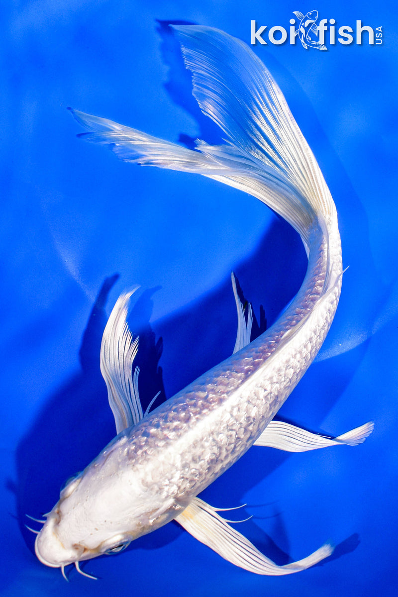 9.5" GINRIN PLATINUM OGON BUTTERFLY