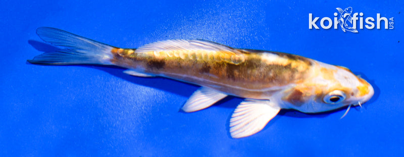 4.5" KIN KIKOKURYU