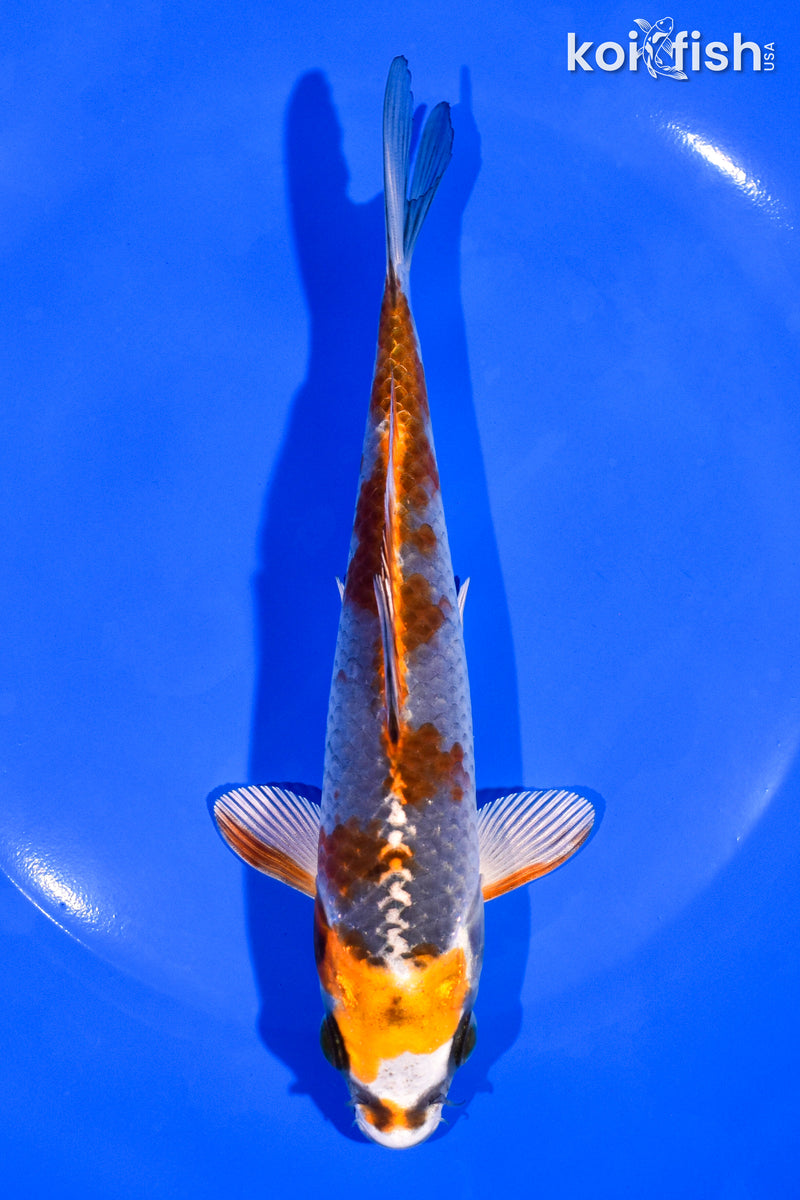 6.5" KUJAKU