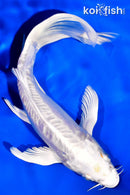 7.25" DOITSU PLATINUM OGON BUTTERFLY