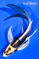 5.75" KABUTO BUTTERFLY