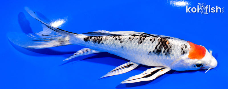 6.5" TANCHO YAMATO NISHIKI BUTTERFLY