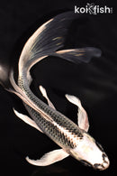 7.5" GIN MATSUBA BUTTERFLY