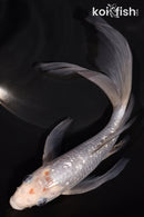 7" GINRIN SORAGOI BUTTERFLY