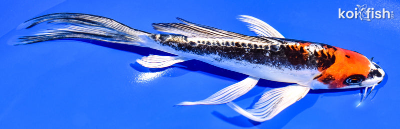8" BENI KIKOKURYU BUTTERFLY