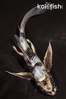 5.5" GIN SHIRO UTSURI BUTTERFLY