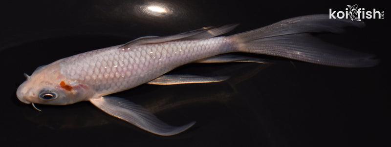 5.75" OCHIBA SHIGURE BUTTERFLY