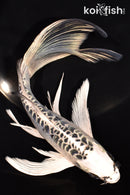 8.25" KIKOKURYU BUTTERFLY