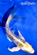 5.5" ARAGOKE KIN KIKOKURYU BUTTERFLY