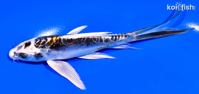 5.5" KIN KIKOKURYU BUTTERFLY