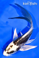 5.5" KIN KIKOKURYU BUTTERFLY