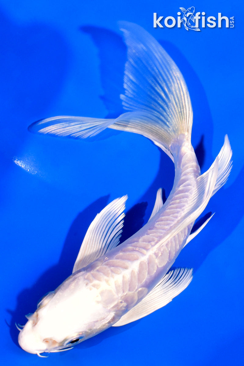 6.75" ARAGOKE PLATINUM OGON BUTTERFLY