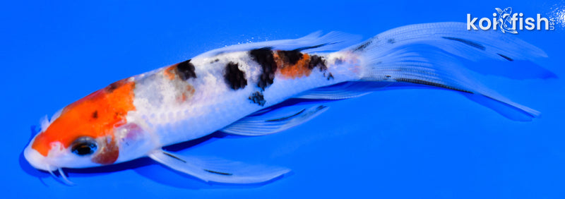 5.5" SANKE BUTTERFLY