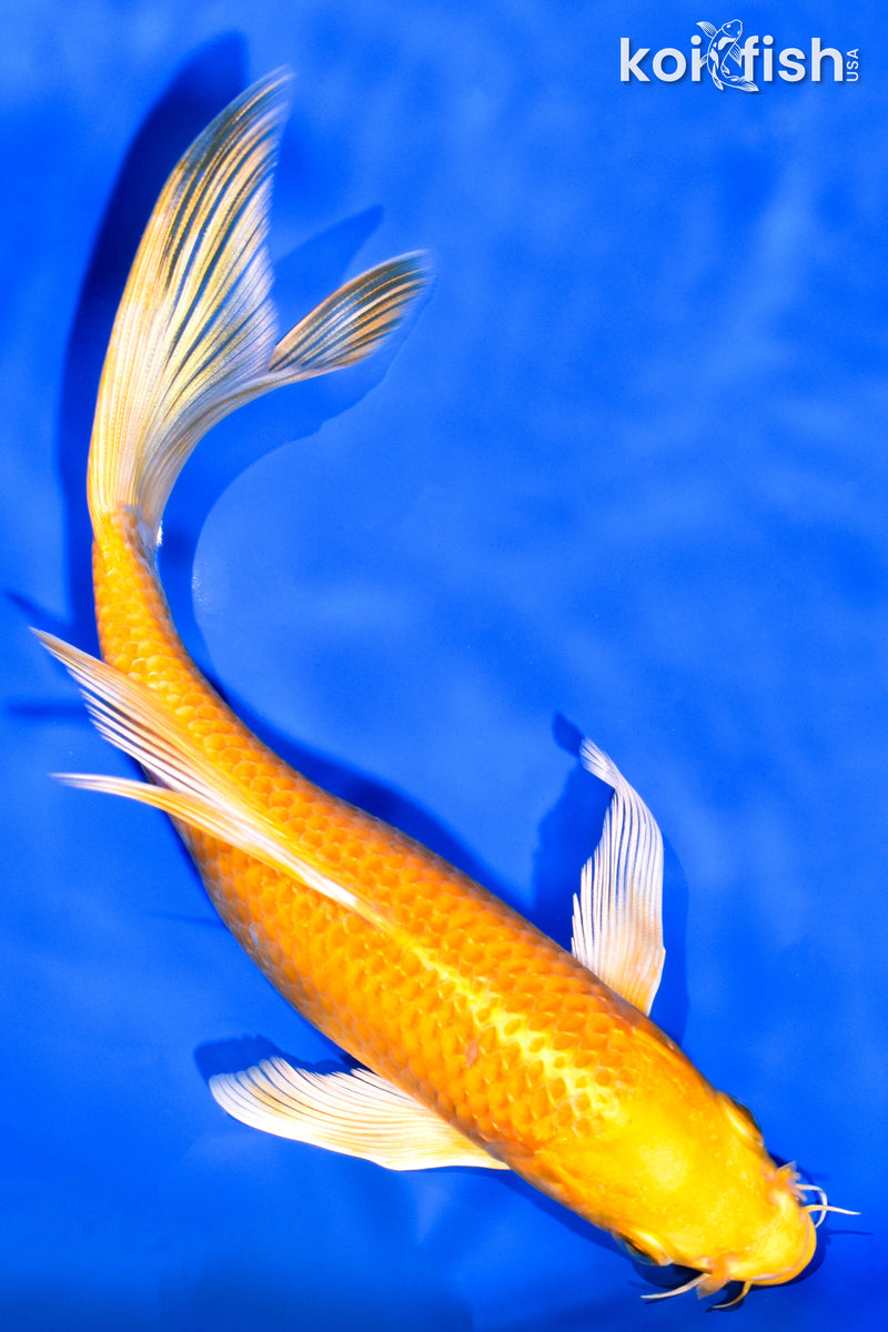7.75" YAMABUKI OGON BUTTERFLY